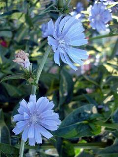 کاسنی فرنگی